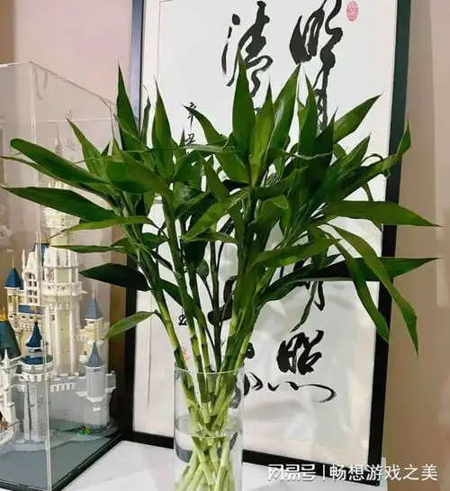 浇不死的9种花,最适合勤快人养,天天浇水,越长越旺绿萝铜钱草马蹄莲富贵竹龟背竹多肉植物网易订阅