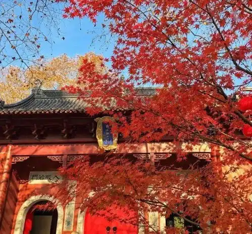 2020红叶前线已送达不能去日本今年的红叶这样看