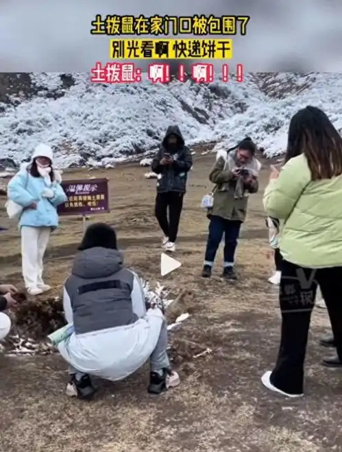 代号超自然土拨鼠会把物资搬去哪里今日头条