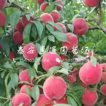 水生植物铜钱草香菇草水金钱草-黄页88网