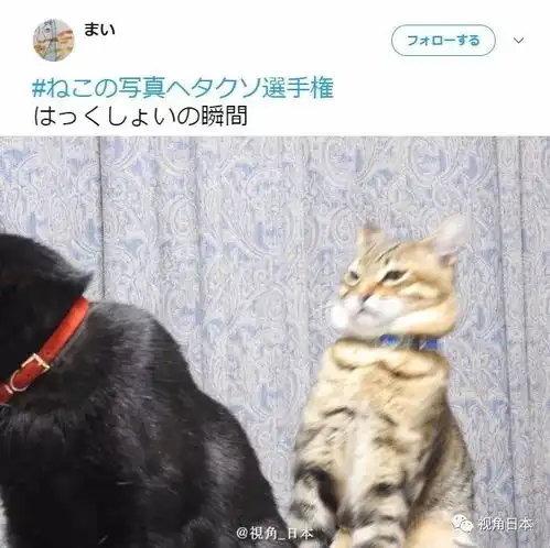 趣闻六则各种奇怪姿势的猫星人在新宿避雨的鸽子大军等