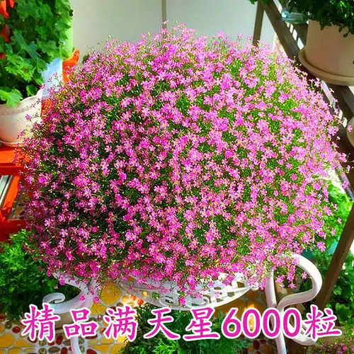 精品满天星花种子四季易种花开不断净化空气室内阳台盆栽花卉草籽
