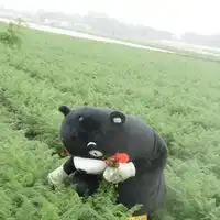 熊本熊可爱头像无字版日本熊本熊头像