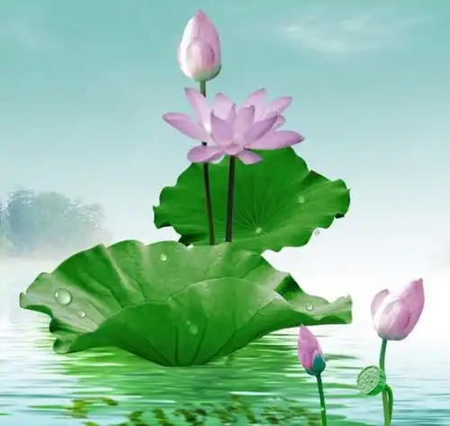 未来一周,贵人相助,4属相事业步步高升,财源滚滚,大吉大利