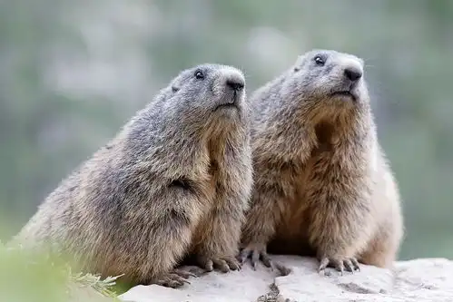 近两年数次出现的鼠疫会发生大流行吗