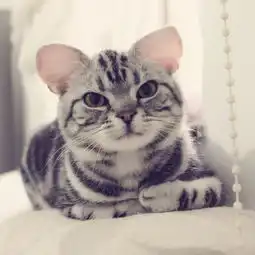 肥肥的美拍