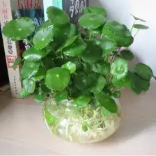 办公室盆栽防辐射绿植水养
