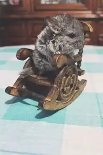 掌心的小龙猫,萌圆软呆无极限