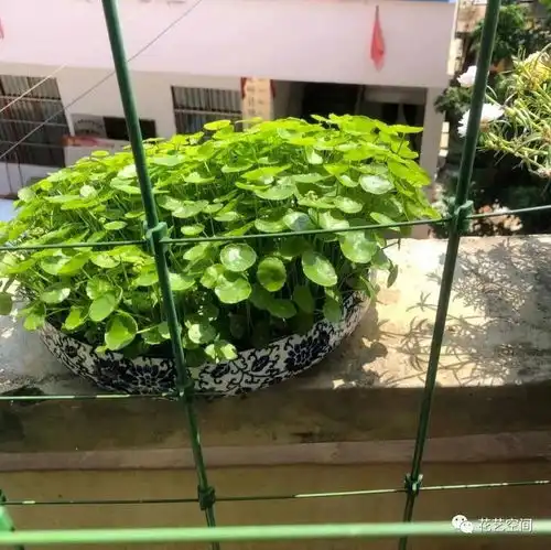 秋老虎很厉害,家养这4种花,记得多浇水,越浇越旺盛
