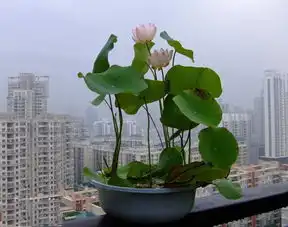 一口气能吃20节藕,种一碗保准你吃个爽,叶片看着有点像铜钱草