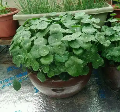 铜钱草绿萝丢水里养,叶子巴掌大,10天就爆盆,简单薄荷水