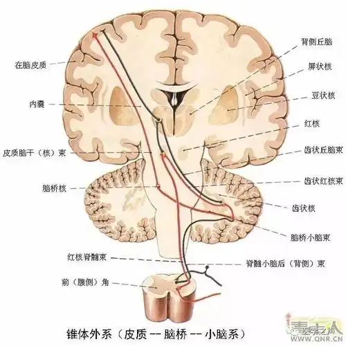 50张高清图片,搞定神经系统解剖