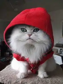 求这只猫的原图穿红色带帽衣服的长毛猫