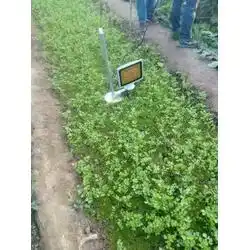 内江植物生长补光灯激光植物生长灯星丰科技