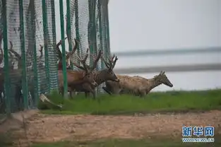 江西首次在鄱阳湖湿地野放麋鹿
