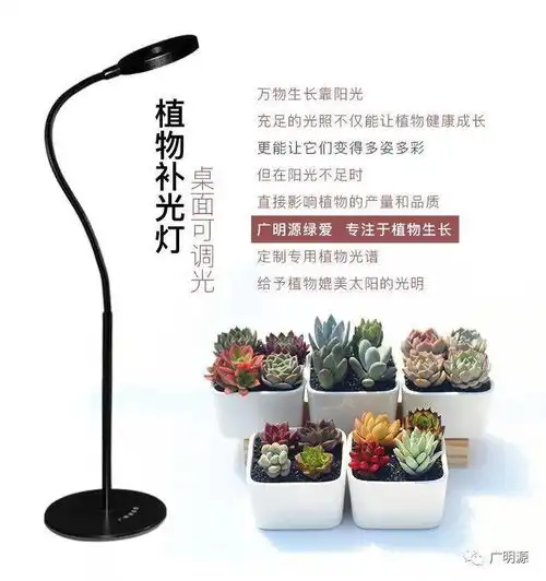 冬季植物入室光线不足办法来了