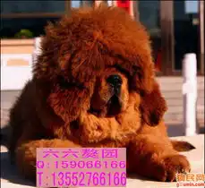 藏獒20113239483拷贝