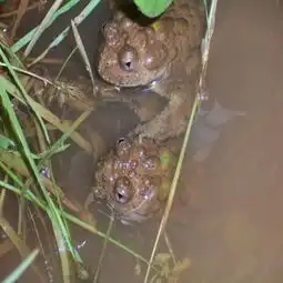 scientistsrevealsecretsbehindfrogsimmunesystem