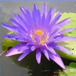 出售水生花卉香水莲块根