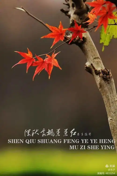 深秋霜枫叶叶红