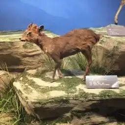青藏高原自然博物馆门票,西宁青藏高原自然博物馆攻略地址图片门票价格