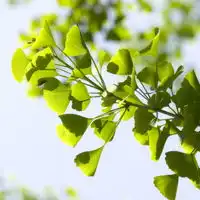 好看的秋天的,夏天的唯美绿色树叶头像图片一片片叶子,很可人