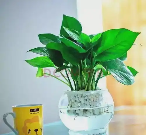 吊兰绿萝铜钱草,简单的水培教程