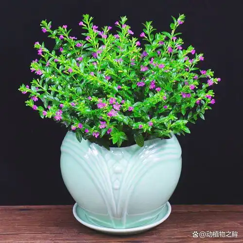 满天星花语和寓意是什么探寻这朵小花背后的深情象征
