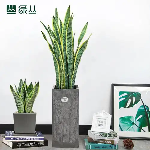 虎皮兰根烂了怎么办武汉植物花卉租摆