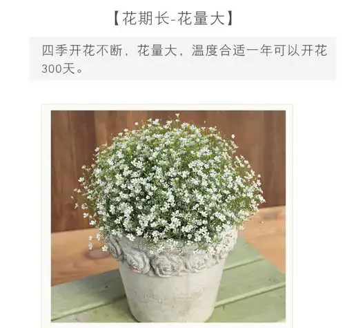 满天星种子四季种易活开花不断净化空气花种子盆栽花卉植物花草籽