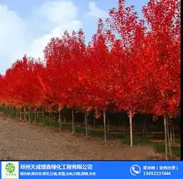 10公分红枫的价格天成博森在线咨询红枫的价格