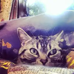 一个男人和他最爱的肥猫图