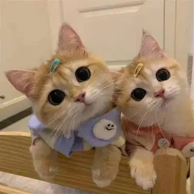 头像整理了一些三观超正的文案