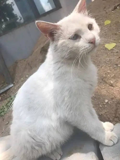 猫可以萌到什么程度