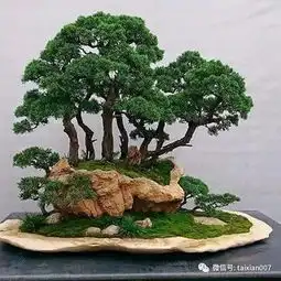 丛林式盆景别致幽雅的风景林