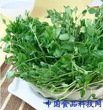 中医吃春经典秘籍