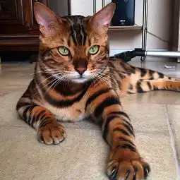 猫奴说家里的猫皇每天都穿着霸气虎袍走来走去