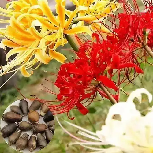 彼岸花,美极了