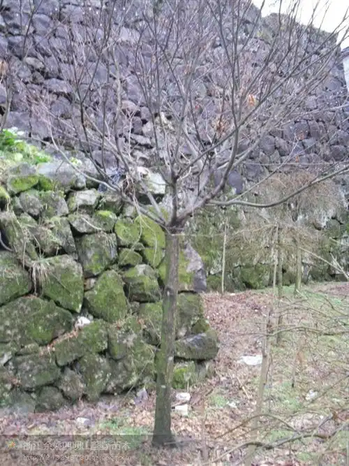 嫁接红枫图片