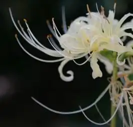 彼岸花的头像