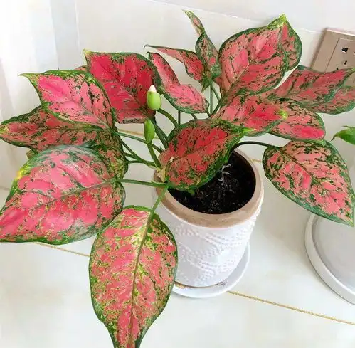 10种高颜值花超级耐阴,没有光也能长爆盆
