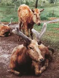 保护生物学
