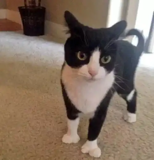 天啦噜我家猫主子竟然有大拇指