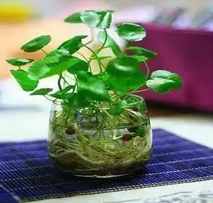 这几种植物不要再放在土里养了,水才是它们真正的家