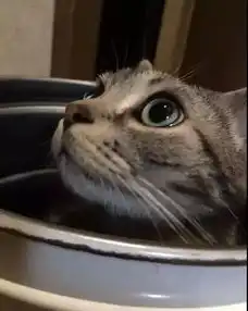 一堆怪癖猫排行,真是超稀奇,超沙雕