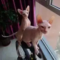 斯芬克斯猫社会头像微信头像图片大全