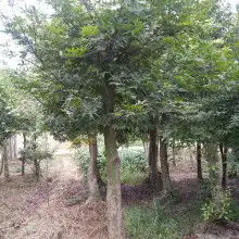 首页奉化市溪口水堆头花木场主营红枫嫁接红枫樱花