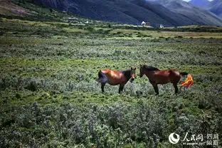 四川甘孜木雅圣地花海与旱獭的乐园