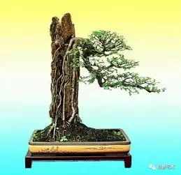 如何制作附石盆景