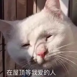 见过丑的,没见过你这么能丑的猫